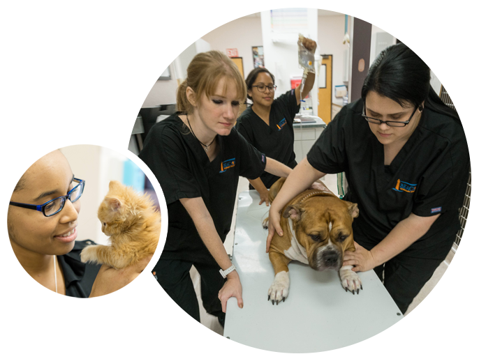 Beacon Vet | Veterinary Specialty Care